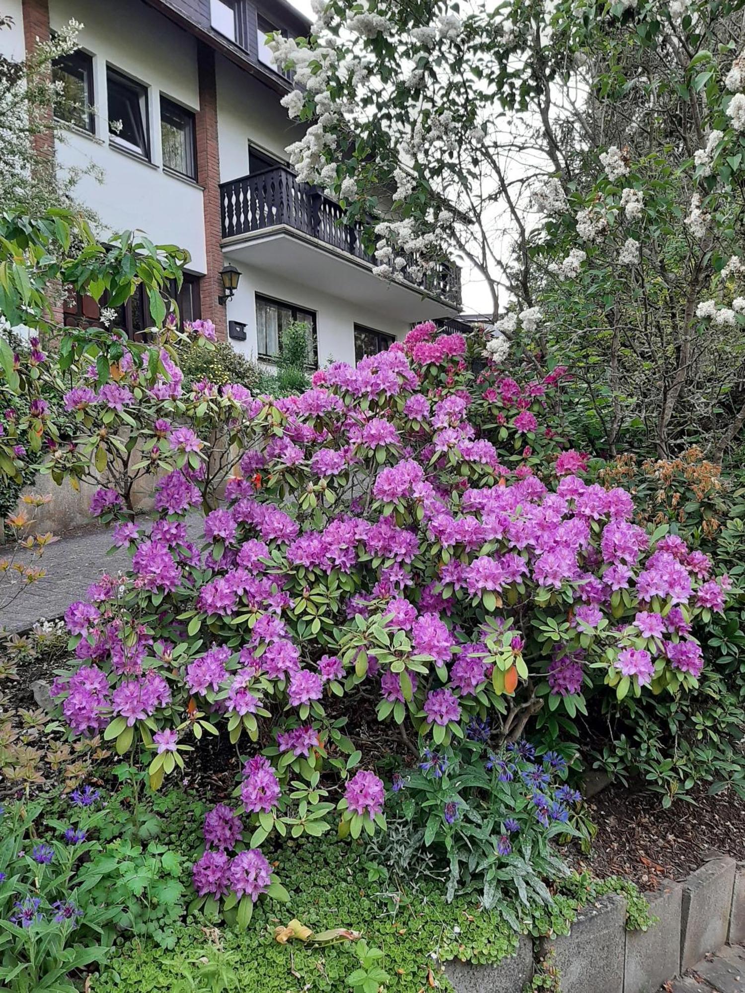 Ferienwohnung Bergblick - a63503 Hallenberg Exterior foto